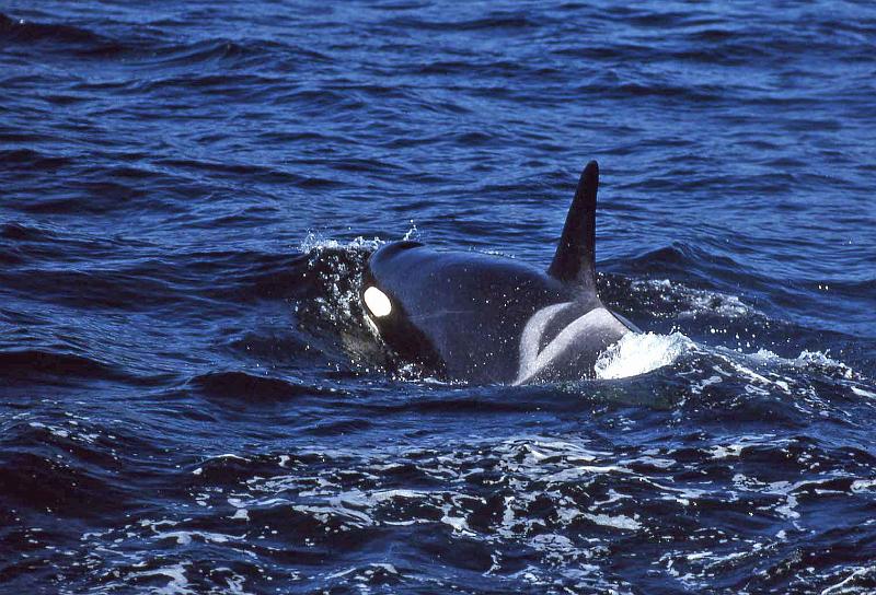 1998-07 Orcas Island 25 Whale Watching.jpg